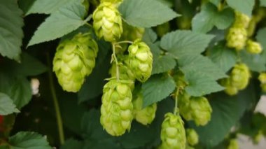 Yeşil taze çiçek ve yapraklar, yakın plan.