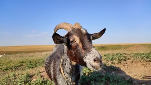 有趣的口吻山羊在草地上的特写 农场动物 好奇的宠物 — 图库视频影像