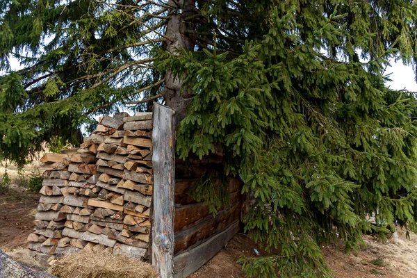 Suche Siekane Drewno Opałowe Ułożone Pod Jodłą Pięknymi Zielonymi Gałęziami — Zdjęcie stockowe