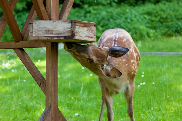 Jeune Cerf Tacheté Dans Forêt Dans Une Clairière Mangeant Une — Photo