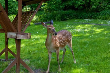 Genç benekli geyik ormandaki bir açıklıkta ahşap bir besleyiciden yemek yiyor.