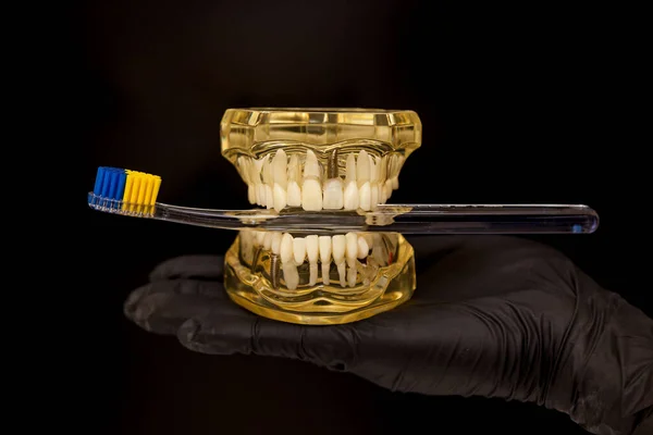 Dłoń Dentysty Czarnej Rękawiczce Trzyma Model Szczęki Szczoteczką Dentystyczną Zębach — Zdjęcie stockowe