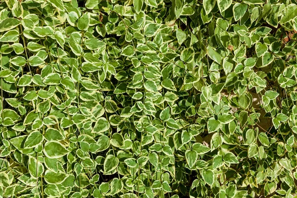 초록빛 과하얀 초록빛등 반식물의 배경이다 울타리 내벽의 — 스톡 사진