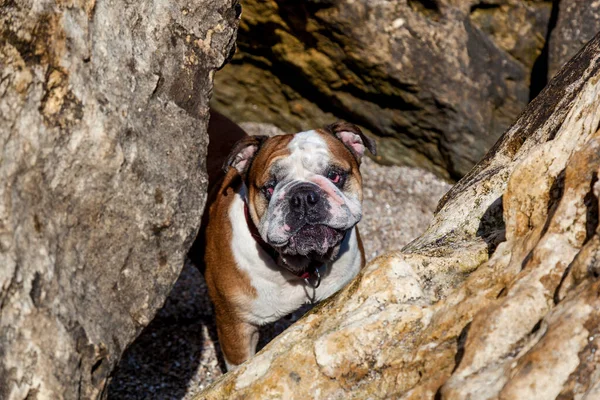 Funny face of a red English British bulldog on a walk near the sea, among yellow stones
