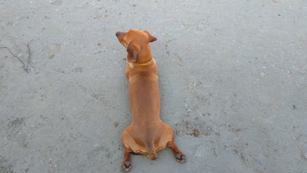 Seekor Anjing Dachshund Lucu Berbaring Perutnya Punggungnya — Stok Video