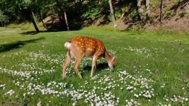 Benekli geyik sürüsü yeşil bir çayırda ot yiyor. Vahşi doğadaki hayvanların fotoğrafı..