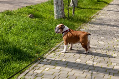 Kızıl İngiliz Bulldog 'u yeşil çimlerin üzerinde bir parkta tasmayla yürüyor.