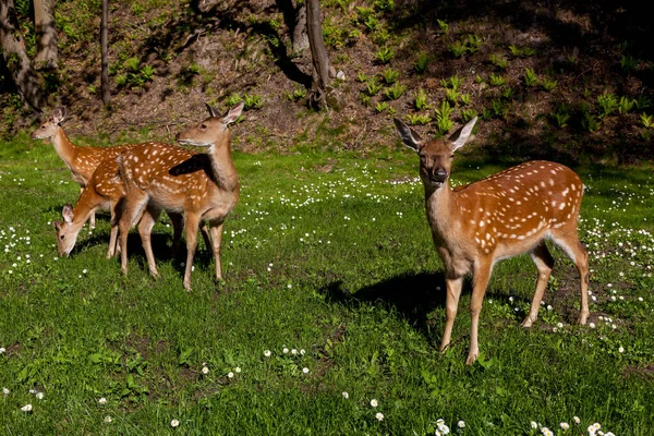若い斑点のある鹿の群れは緑の牧草地で草を食べる 野生動物の写真 — ストック写真