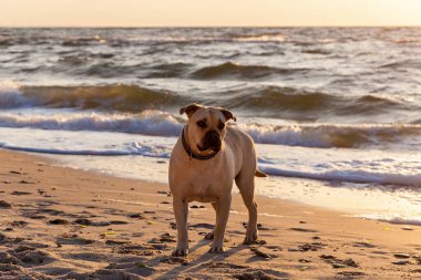 Sahilde sevimli bir köpek, dalgaların arka planında.