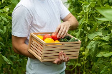 Beyaz tişörtlü bir adam bir serada duruyor ve elinde içinde domates ve salatalık olan ahşap bir kutu tutuyor.