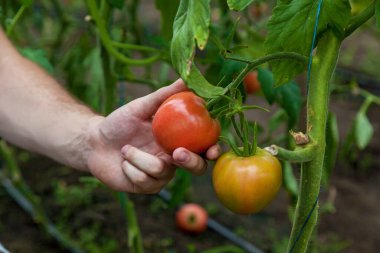Bir adamın eli, seradaki bir yataktan kırmızı domates koparmak ister.