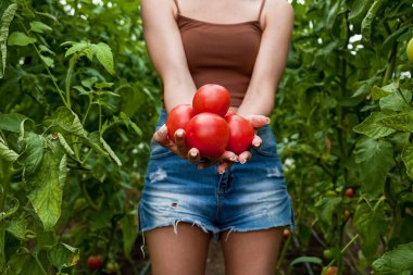 Elinde beş tane kırmızı domates tutan kız arkadaki domates yataklarına yakın çekim yapıyor.