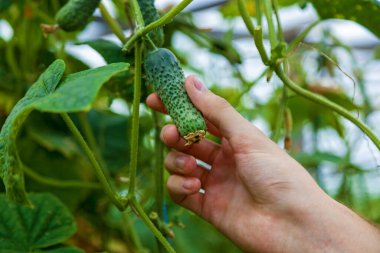 Erkek el salatalığı arka planda yakın plan salatalığa karşı tutuyor.