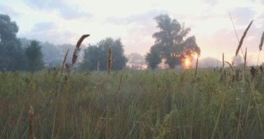 Romantik gündoğumu sisli bir tarlada, uzun otların rüzgarda sallandığı ve güneşin ağaçların arasında parladığı yerde. Huzur ve yalnızlığın doğal atmosferi.