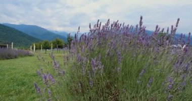 Bu fotoğraf, yemyeşil dağların ve bulutlu gökyüzünün zemininde mor çiçeklerin açtığı huzurlu bir lavanta tarlası yakalar. Huzurlu manzara huzurlu bir doğa manzarası sunuyor, sakinlik ve doğal güzellikle ilgili kavramlar için mükemmel., 