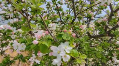 Bu canlı fotoğraf, bir elma ağacının narin güzelliğini yakalar. Çiçekler, dingin bir okyanus zeminine dizilmiş beyaz ve pembe çiçeklerle. İmaj, baharın tazeliğini, doğanın yenilenmesini kutlayan projeler için mükemmel.