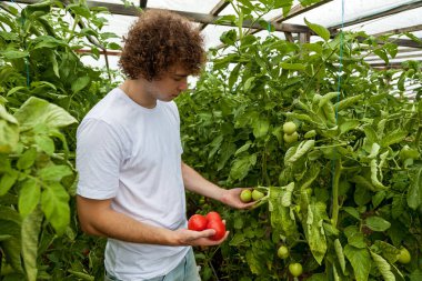 Beyaz tişörtlü bir adam domates yataklarının arka planında üç domates tutuyor.