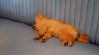 Tatlı Pomeranya köpeği yumuşak bir kanepede huzur içinde uyuyor, dinleniyor. Evcil hayvan reklamcılığı, rahatlık ve rahatlık için harika bir video..