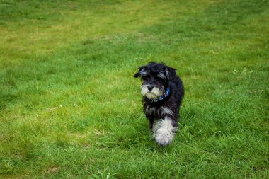 Parlak bir günde parlak yeşil çimlerin üzerinde mavi yakalı sevimli siyah ve gri bir schnauzer köpek yavrusu yürüyor.