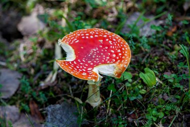 Yeşil yosun ve orman zemininde yetişen yeşil yosun ve bitki örtüsü arasında büyüyen beyaz noktalar ve görünen ısırık izleri ile parlak kırmızı sineksi mantar (Amanita muscaria).