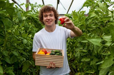 Beyaz tişörtlü bir adam bir elinde kırmızı ısırılmış bir domates, diğer elinde domates ve salatalık dolu tahta bir kutu olan bir serada duruyor.