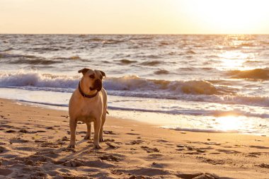 Dalgaların yanında sahilde duran çivili tasmalı güçlü köpek okyanusun üzerinde güzel bir gün batımının altın ışığında yıkandı.