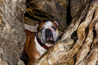 Kırmızı yakalı şirin bulldog, güneş ışığı altında engebeli taş oluşumları arasında poz veriyor.