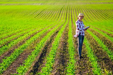 Dişi çiftçi arazisinde mısır yetiştiriyor. Ekinlerin gelişimini inceliyor..