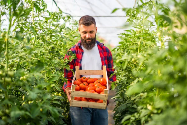 Biologisches Treibhausgasgeschäft Bauer Steht Mit Korb Mit Frisch Gepflückten Tomaten — Stockfoto