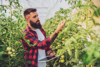 Organik sera işi. Çiftçi serasında olgunlaşmamış domatesleri inceliyor..