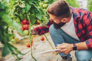 Organic greenhouse business. Farmer is picking and examining fresh and ripe tomatoes in his greenhouse.