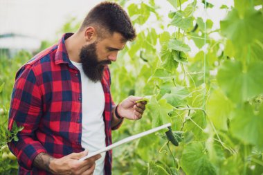 Çiftçi, salatalıklı organik serada bitkileri ve kuru yaprakları inceliyor. Bahçe kuraklıktan harap oldu..