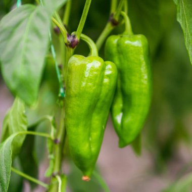 Yeşil Biber 'in seradaki görüntüsünü kapat.