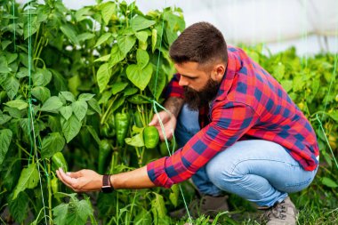 Organic greenhouse business. Farmer is examining bell pepper in his garden.