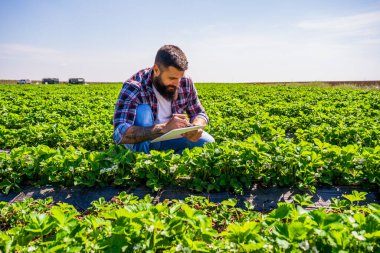 Çiftçi çilek tarlasındaki ekinlerin gelişimini inceliyor..
