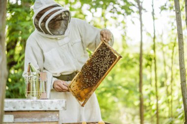 Arı yetiştiricisi ormandaki arı kovanlarını inceliyor. Arıcılık mesleği.