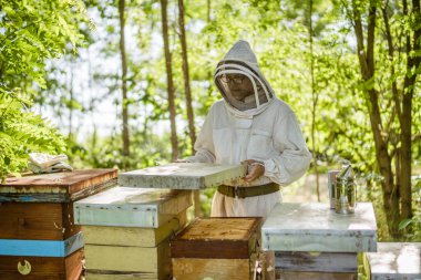 Arı yetiştiricisi ormandaki arı kovanlarını inceliyor. Arıcılık mesleği.