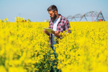 Agronomist çiçek açan kolza tarlasında duruyor ve ekinlerin gelişimini inceliyor..