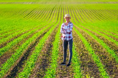 Dişi çiftçi arazisinde mısır yetiştiriyor..