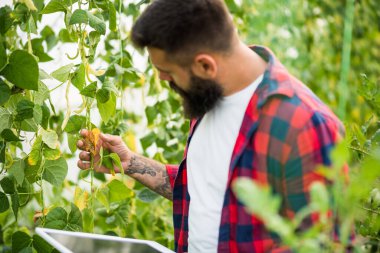 Farmer examining dry leafs in green beans organic greenhouse. Garden devastated by drought.