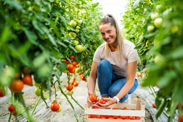 Organic Greenhouse Business Farmer Picking Fresh Ripe Tomatoes Her Greenhouse — Stock fotografie