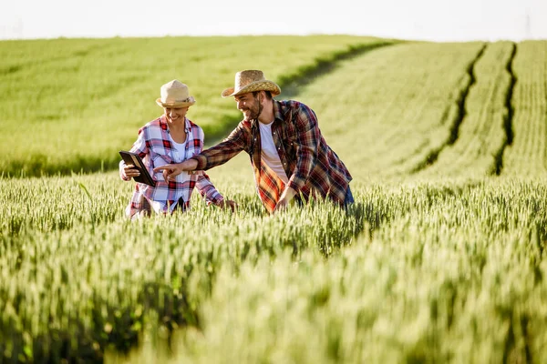Мужчина Женщина Работают Вместе Выращивают Пшеницу — стоковое фото
