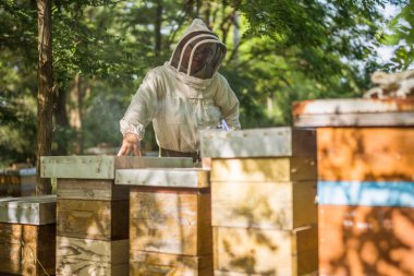 Portrait of beekeeper with his beehives in forest. Beekeeping professional occupation.