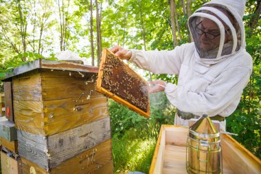 Arı yetiştiricisi ormandaki arı kovanlarını inceliyor. Arıcılık mesleği.