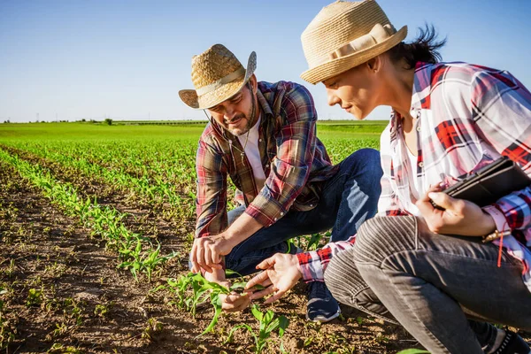 Muži Ženy Spolupracují Partnerství Oni Pěstují Kukuřici — Stock fotografie
