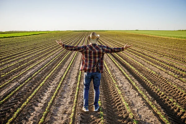 Farmář Pěstuje Své Půdě Sóju Spokojen Raným Vývojem Rostlin — Stock fotografie