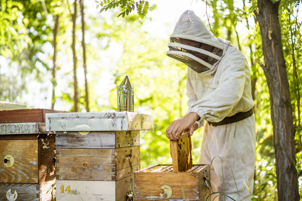 Beekeeper is examining his beehives in forest. Beekeeping professional occupation.