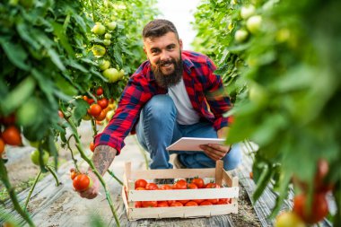 Organic greenhouse business. Farmer is picking and examining fresh and ripe tomatoes in his greenhouse.