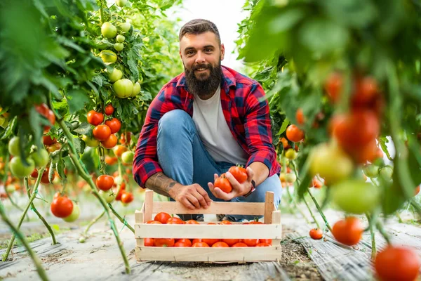 Organický Skleníkový Byznys Farmářka Sbírá Čerstvá Zralá Rajčata Svém Skleníku — Stock fotografie
