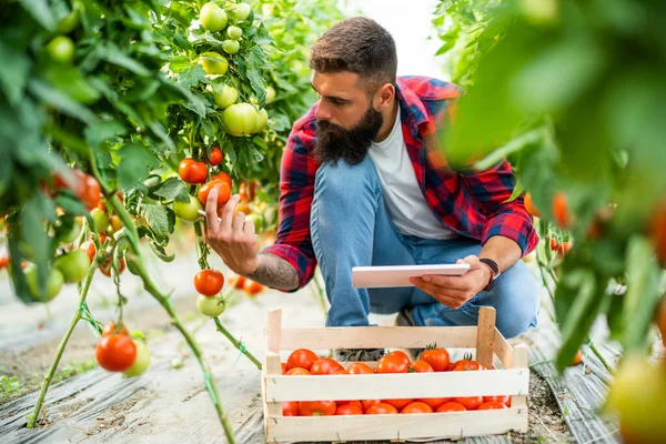 Organic Greenhouse Business Farmer Picking Examining Fresh Ripe Tomatoes His — Stock fotografie